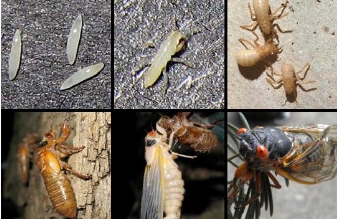 Ağustos Böceği Evreleri