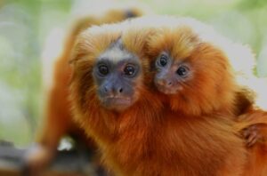 Altın Aslan Maymunu