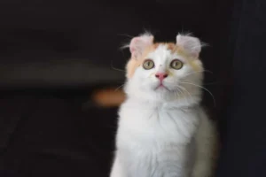 American Curl Kedisi