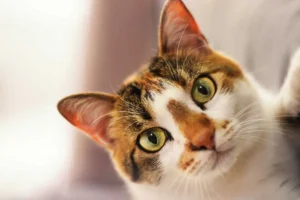 American Ringtail kedisi