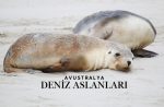 Avustralya Deniz Aslanları