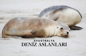 Avustralya Deniz Aslanları