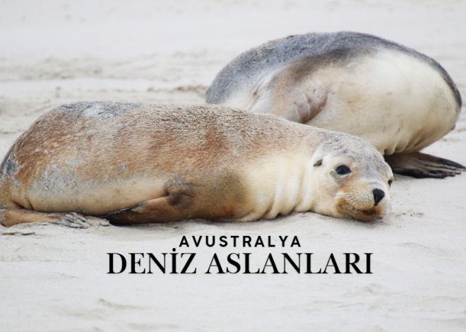 Avustralya Deniz Aslanları