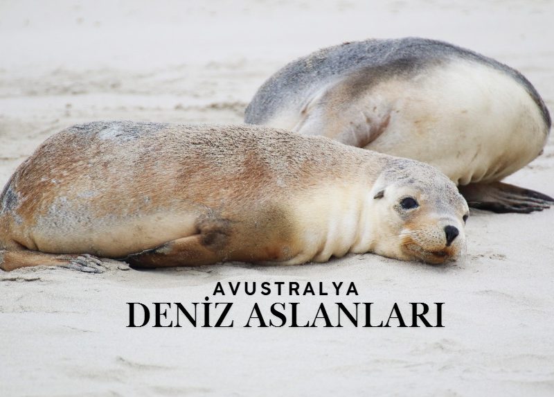 Avustralya Deniz Aslanları