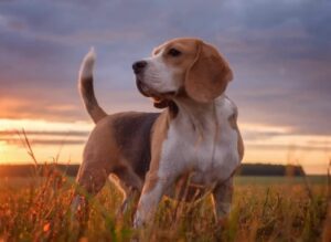 Beagle köpeği