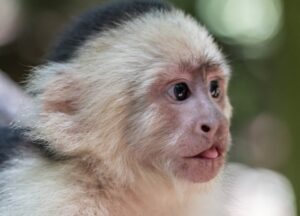 Beyaz Yüzlü Kapuçin
