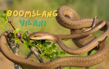 Boomslang-yilani