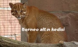 Borneo-altin-kedisi