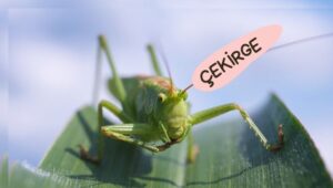 Çekirge böceği