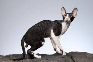 Cornish Rex kedisi