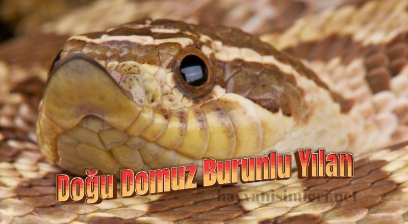 Doğu domuz burunlu yılan