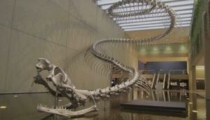 Dünyanın en büyük yılan fosili