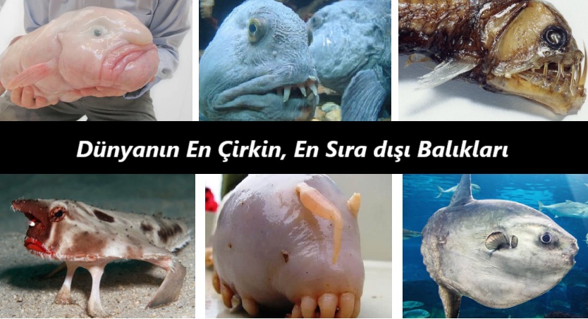 Dünyanın en çirkin, sıra dışı balıkları