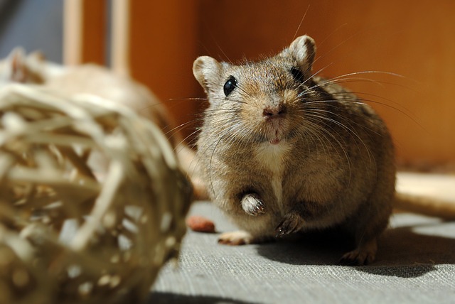 Gerbil 