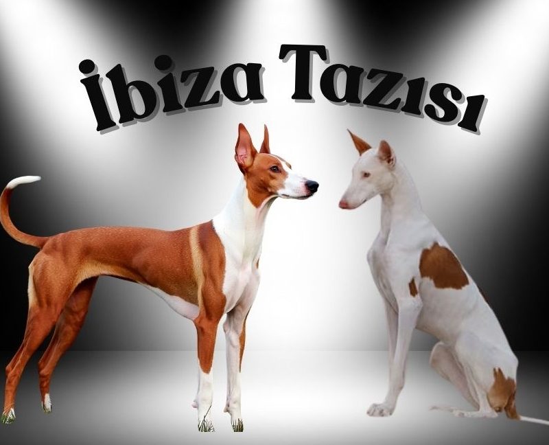 İbiza Tazısı
