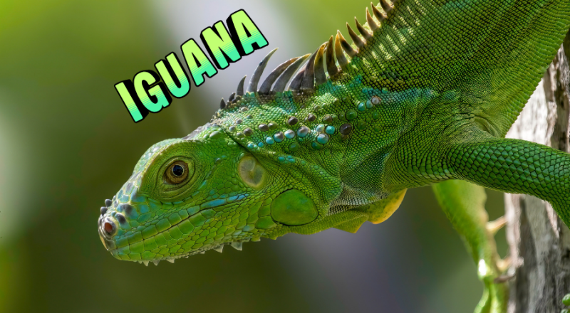 İguana