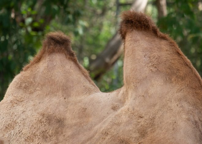 İki hörgüçlü deve