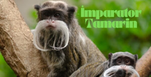 İmparator Tamarin
