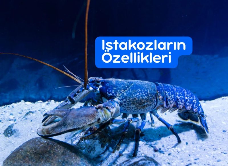 Istakozların Özellikleri