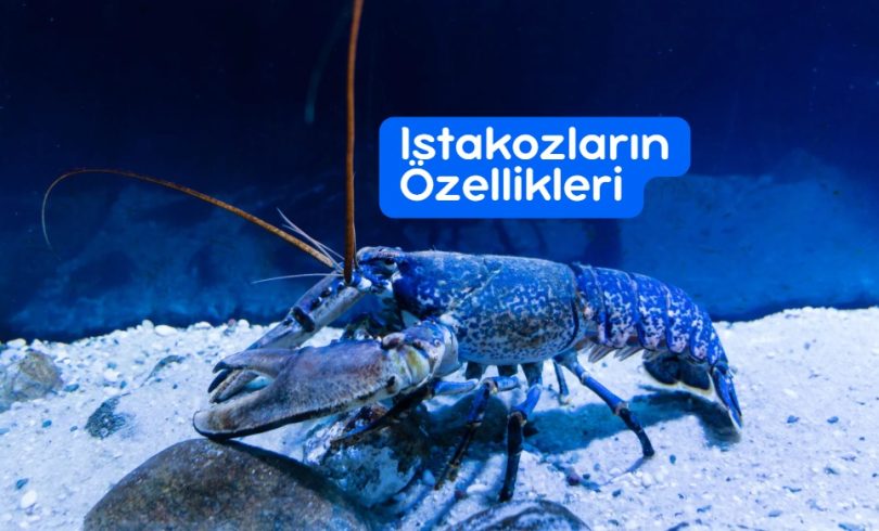 Istakozların Özellikleri