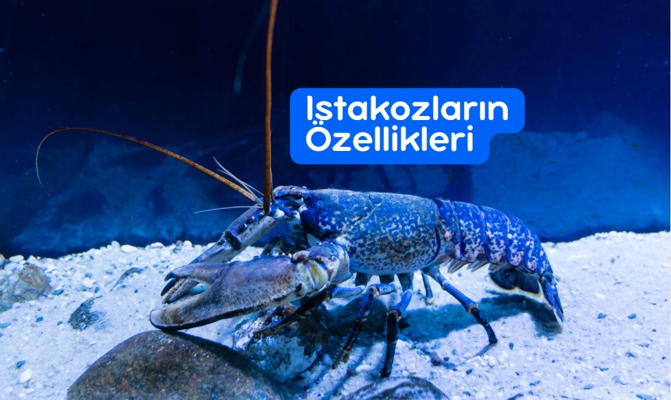 Istakozların Özellikleri