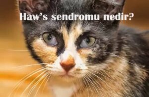 Kedilerde Haw’s sendromu