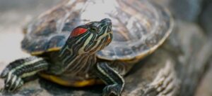 Kırmızı yanaklı su kaplumbağası