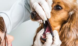 Köpeklerde Bademcik İltihabı