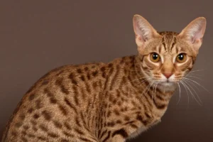 Ocicat kedisi