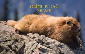 Olimpik dağ sıçanı