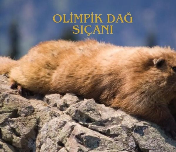 Olimpik dağ sıçanı