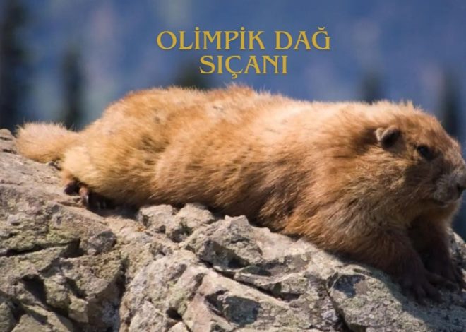 Olimpik dağ sıçanı