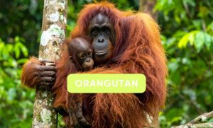 Orangutan
