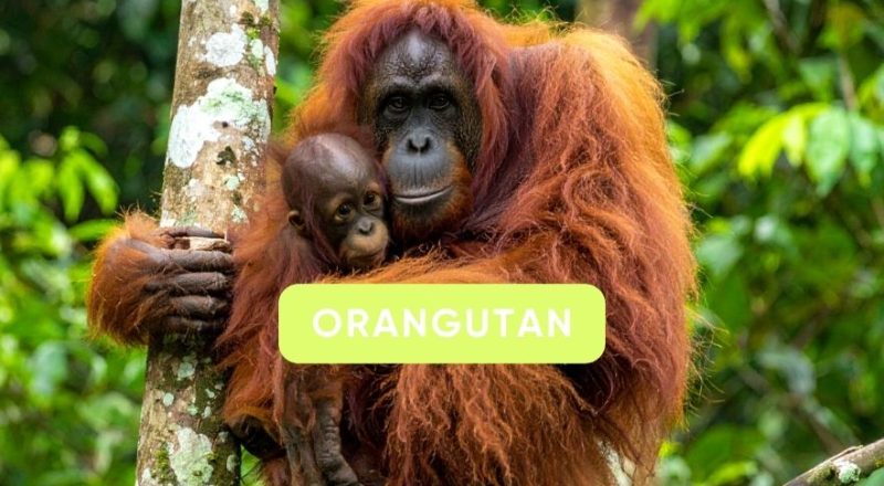 Orangutan