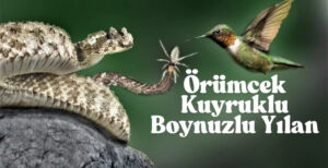 Örümcek Kuyruklu Boynuzlu Yılan