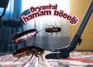 Oryantal hamam böceği