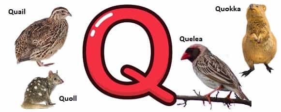 Q İle BQ İle Başlayan Hayvanlaraşlayan Hayvanlar