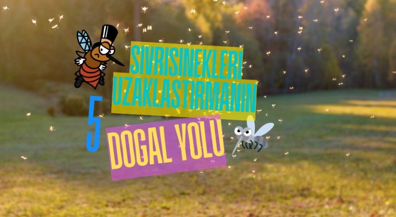 Sivrisinekleri uzaklaştırmanın 5 doğal yolu