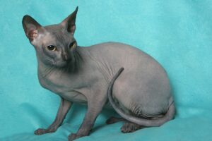Sphynx kedisi