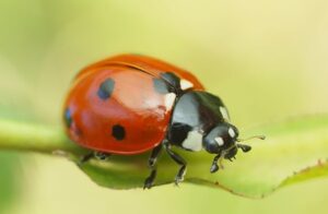 Yedi Noktalı Uğur Böceği