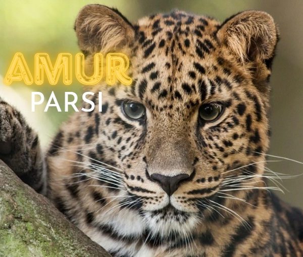 amur parsı