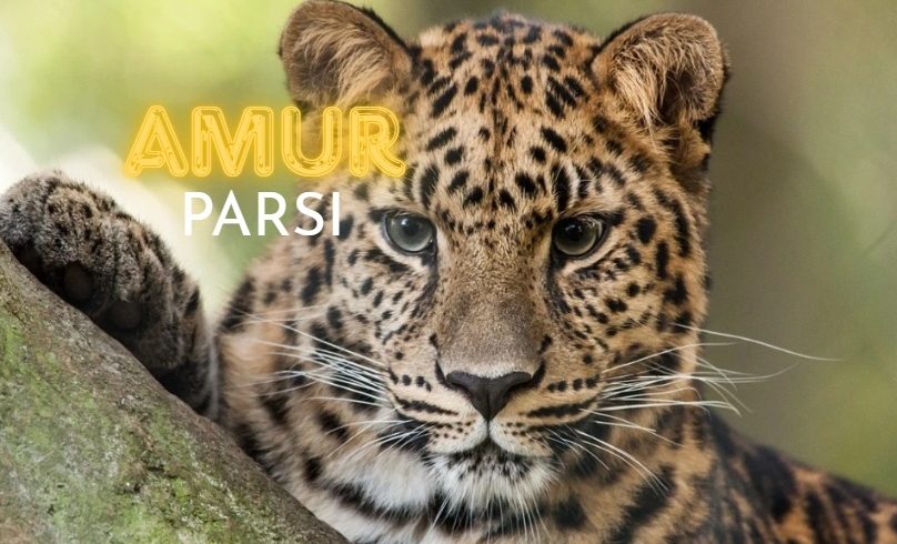 amur parsı
