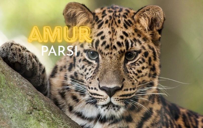 amur parsı
