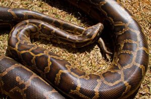 anakonda