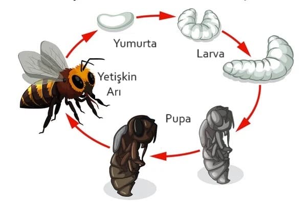ari-baskalasim-sureci