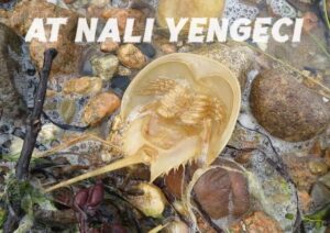 at-nali-yengeci