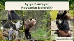 ayiya-benzeyen-hayvanlar-kapak