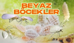 beyaz böcekler