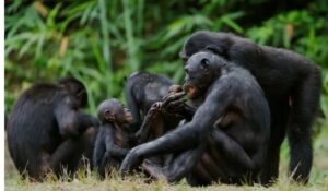 bonobo-cüce şempanzeler