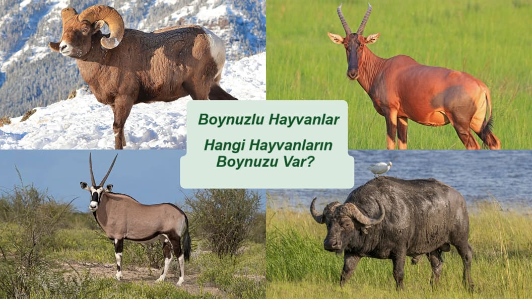 boynuzları olan hayvanlar